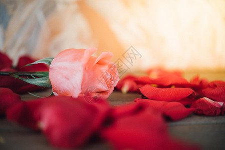 粉红色玫瑰花自然美丽的花朵来自花园和红玫瑰花瓣的情人节在木地板上的情人节婚礼或浪漫爱情人节概背景图片