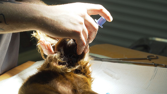 兽医外科医生在兽医诊所为一只狗进行内部麻醉麻醉师图片