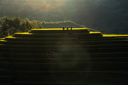 三个未定义的越南Hmong带闪光照明弹正在稻田露台行走图片