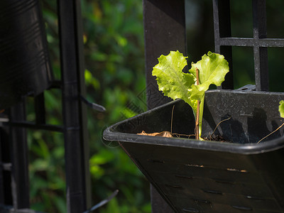 房子边上种植的有机蔬菜自制蔬菜确保没有毒图片