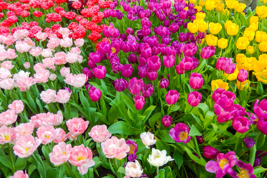 花卉春季风景的混合色郁图片