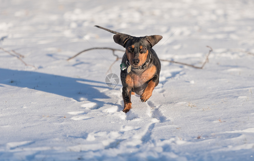 可爱的黑色腊肠犬在雪地里玩耍图片