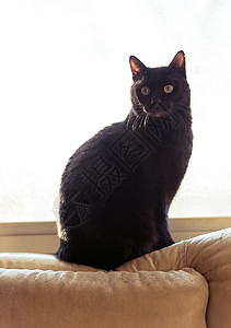 可爱的黑色家猫坐在窗户上图片