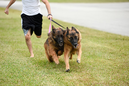 两只德国牧羊犬带着主人跑步在草地图片