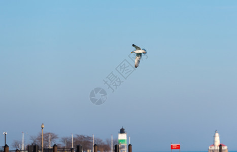 大海鸥在蓝天飞翔图片