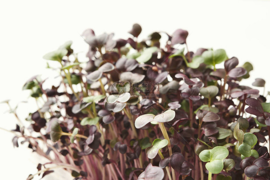在白色背景下隔离的新鲜微绿色缝合生长着健康沙拉的红菜芽饮食正确图片