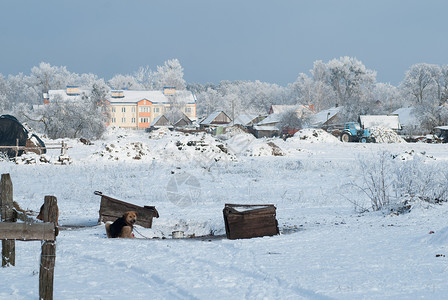 农村地貌乡村生活雪中的狗蓝色拖图片