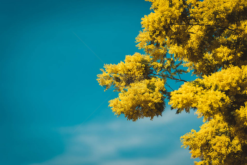 春天有黄色的Mimosa树盛开图片