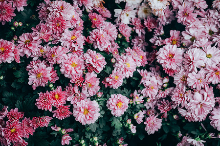 菊花美丽的花朵菊花背景图片