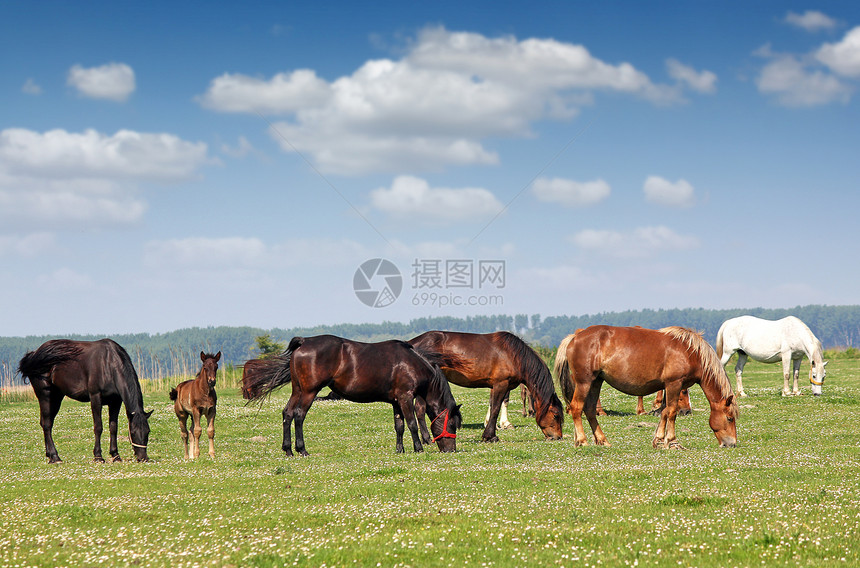 牧场春季的马群图片