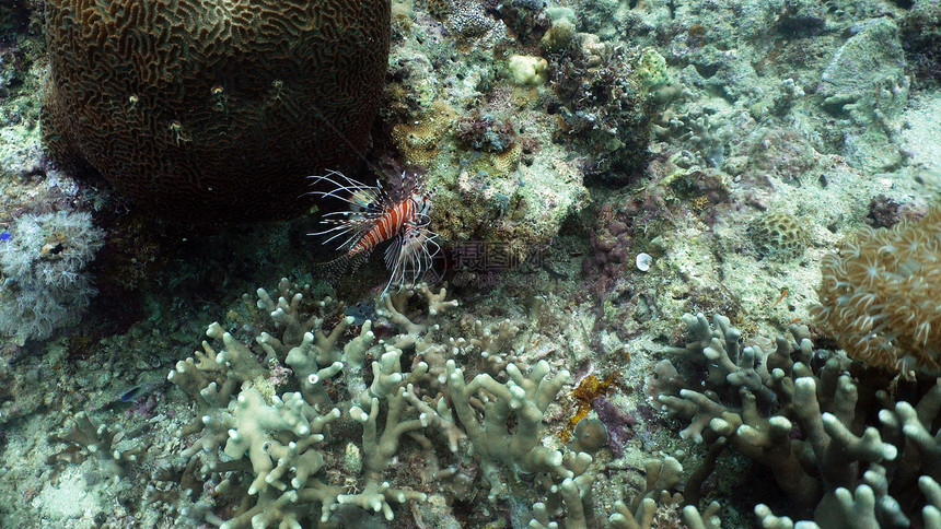 狮子鱼pterois英里鱼和珊瑚礁珊瑚礁上的热带鱼美妙而美丽的海底世界图片