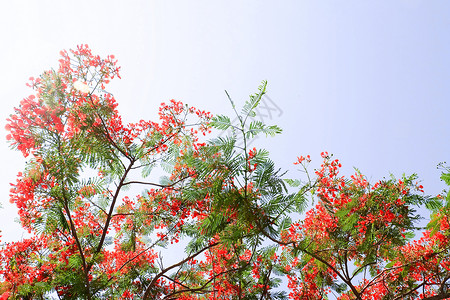 火爆夸夸群一束新鲜的红色BrachychitonAcerifoliusDelonixRegiaFlameBoyantRoyalPoinci背景