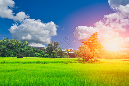大米在泰国的农村地貌景观图片