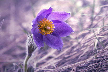 紫色的花朵在美丽的背景上闪耀图片