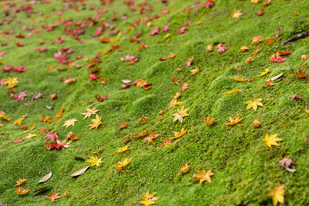 秋天的枫叶落雨林地的青苔图片