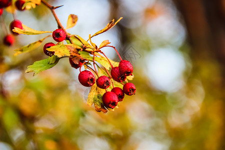 在一个美丽的秋天早晨的pometum图片