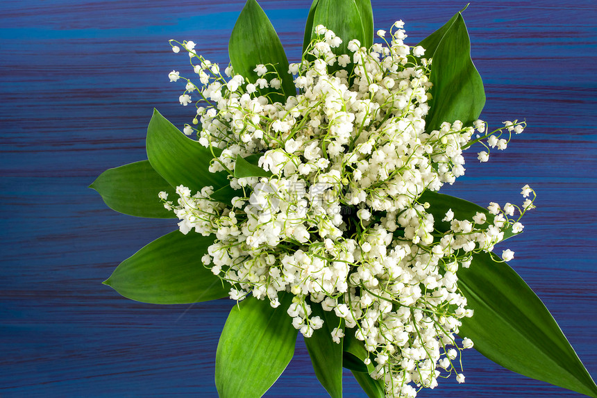 蓝色背景上的铃兰convallariamajalis的精致花束春花图片