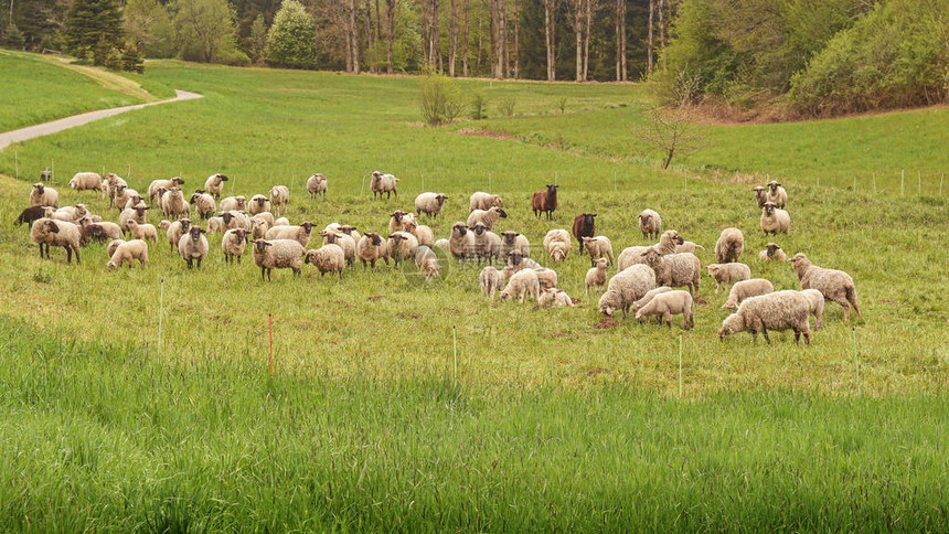 绿色草地上的羊群图片