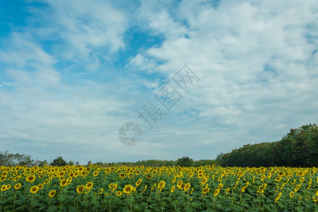 盛开的田野向日葵农场的风景图片