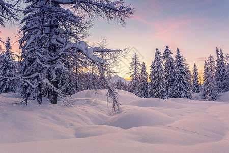 朱莉娅阿尔卑斯山冷杉树的冬季景观是斯洛文尼亚图片