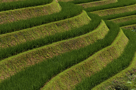 广西省美丽的长正大稻田详情图片