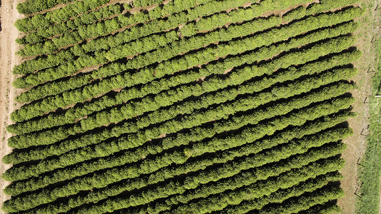 巴西的咖啡种植园图片