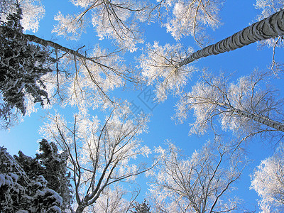 圣诞节冬季森林风景在寒冷的一天有雪和阳图片