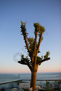 的树和海景背景图片