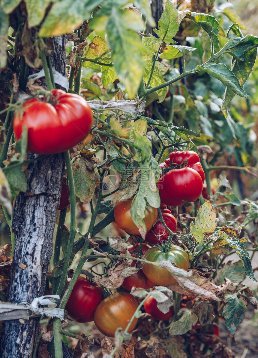 温室里的有机西红柿花园新鲜红成熟的西红柿在藤上生长在花园特写镜头中的美味新鲜西红柿浅景深图片