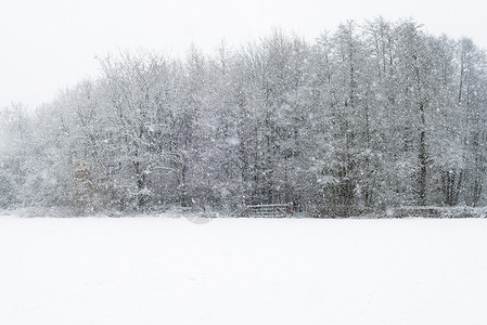 下雪时有一排树木覆盖在雪图片