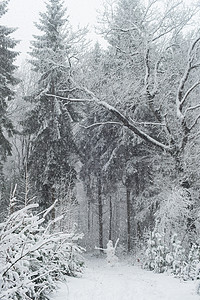 与雪人在冬天松树林中的路径图片