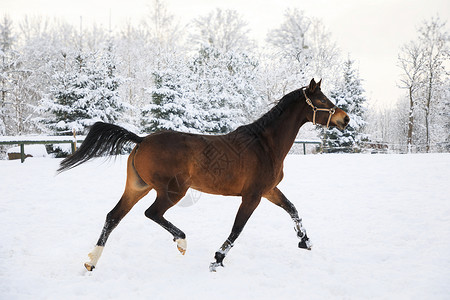 马在白雪覆盖的草地上疾驰图片