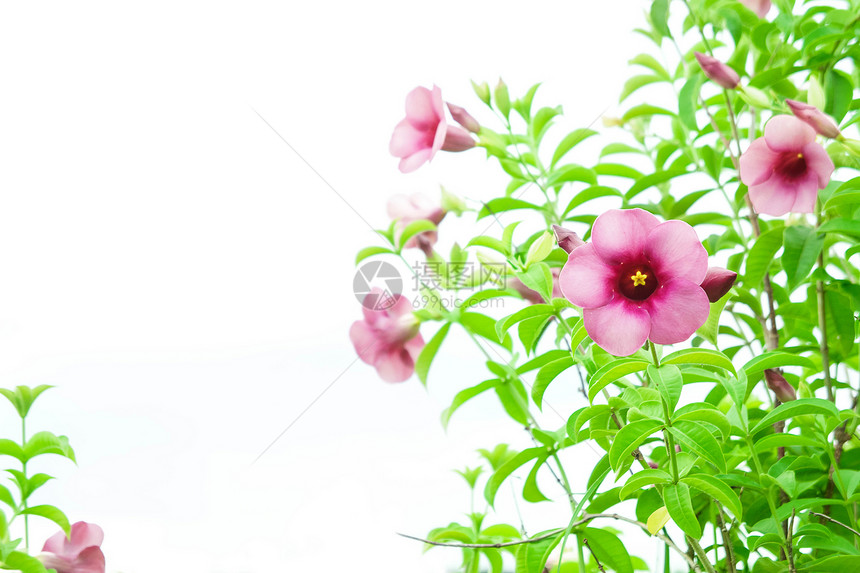 紫碧尼翁花粉红花种植古老的植物和共同图片