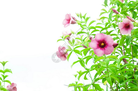 紫碧尼翁花粉红花种植古老的植物和共同高清图片