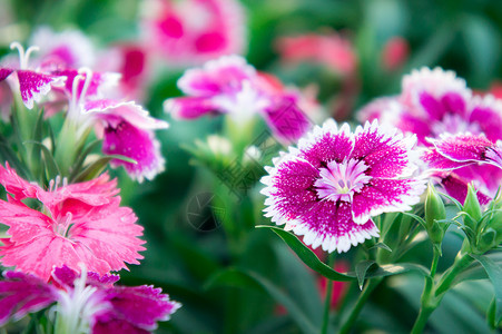 石竹花园里的雏菊花图片