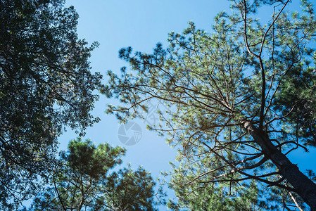 松林自然背景俯视图图片