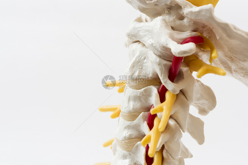 在人类白背景的宫颈脊椎模型横向观图片