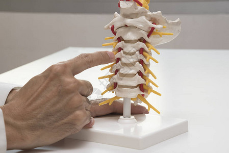 医生在医务室亲手演示人造子宫颈脊椎模图片