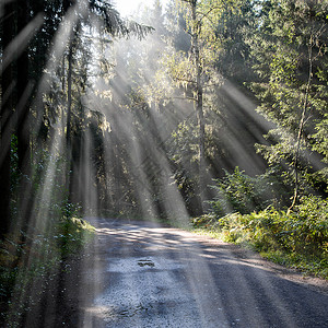 农村清晨阳光照耀的林中道路图片