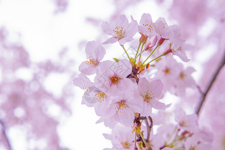 粉色樱花低清晰度日本花之图片