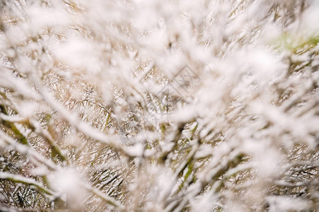 在寒冷冬季寒冬雪日通过树木枝突出地表的图片