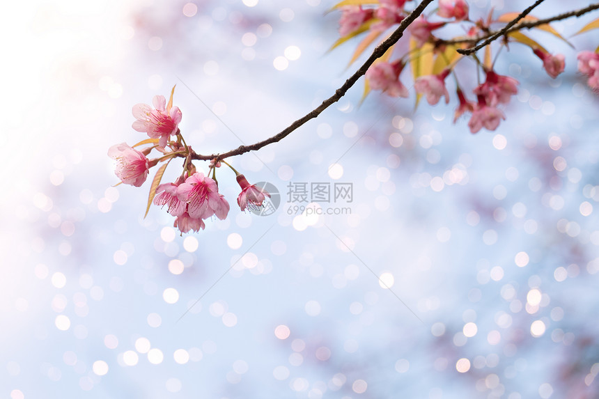 春天美丽的樱花樱花蓝天上的樱花树图片