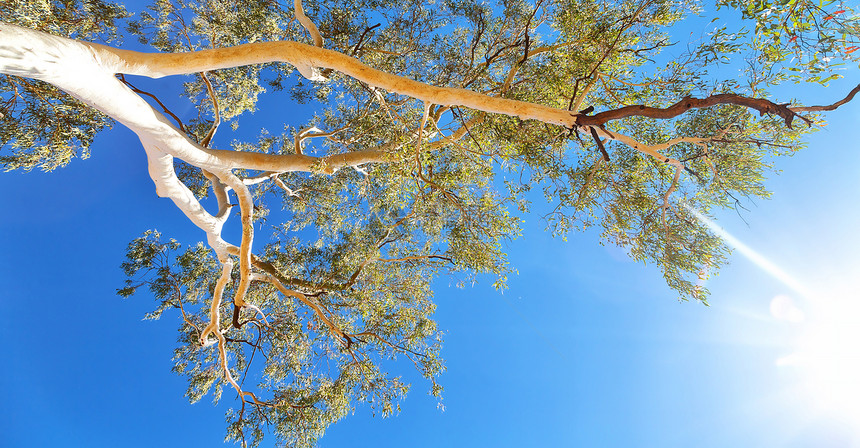 在澳洲在明亮的天空中树图片