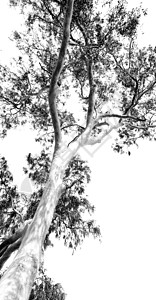 在澳洲在明亮的天空中树图片