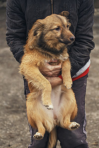 一个男人怀里抱着一只流浪狗流浪狗的图片