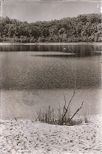 在奥特拉利亚湖麦肯锡旅游树上图片