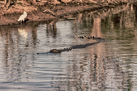 在澳大利亚的河流池塘和光中的爬行动物鳄鱼背景图片