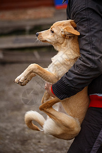 不幸的红发狗人们帮助无家可归的动物无家可图片