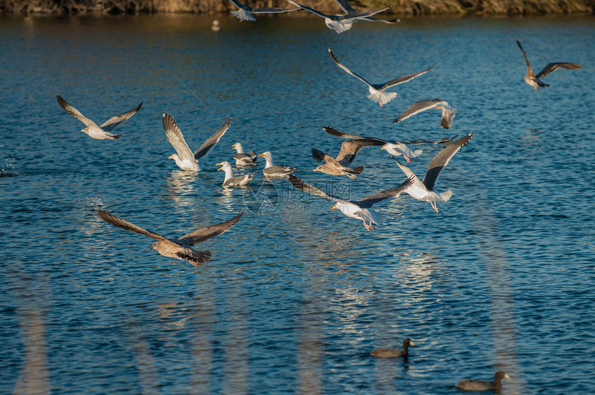 海鸥群疯狂地从池塘水面起飞图片