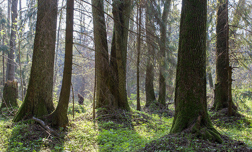 在波兰欧洲比亚洛威扎森林附近带新绿裤子的图片